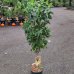 Mini čerešňa stĺpovitá (Prunus avium) ´CERASELLA´ - výška 120-140 cm, obvod kmeňa 8/10 cm, kont. C10L